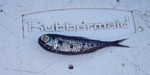 The daybreak would reveal many sacrificial fishes on deck, mostly squid and small flying fish. This is a less common deep-water Lantern fish.