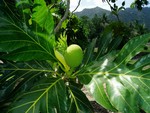 Young breadfruit. Its starchy like potatoes.