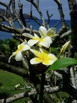 Plumeria tree, amazingly fragrant