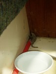 Gecko stowaway--good for bugs, although the survival rate is poor.