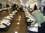 The fish auction in Honolulu, the country's only live open-access auction, where most of the boats sold their catches. Many buyers were from markets and restaurants in Japan.