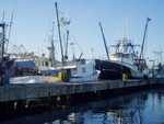 Tuna long liners at the dock--our future roach-motel homes. Trips were generally 3 weeks long and targeted mainly big eye and yellowfin tuna, as well as sharks, opah, mahi mahi, pomfrets, and whatever else was tasty.