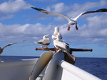 Red-footed boobies.