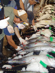 Buyers examined the tuna while placing their bids. These tuna can range in price from $300 to over a thousand, depending on freshness, quality of meat, and oil content. 