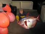 Opah, a pink-fleshed fish with 3 different kinds of meat. Usually sold to the restaurant market, but occassionally ended up in the grocery store.