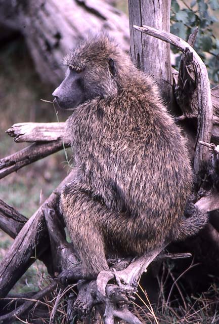 baboon
