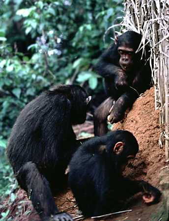 Chimpanzee