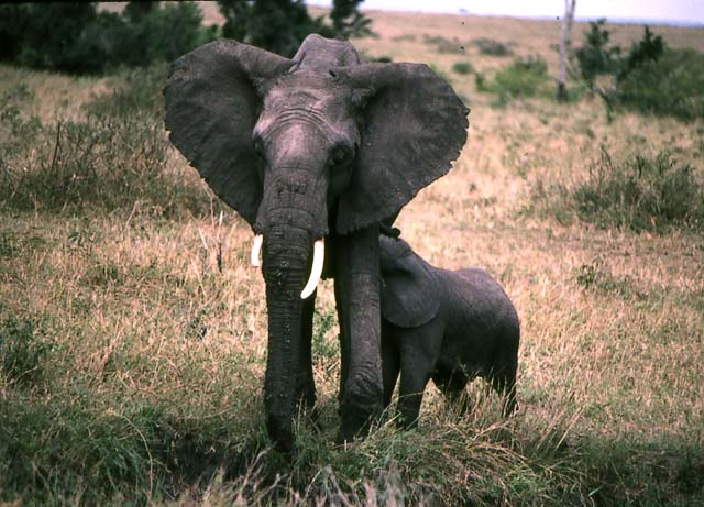 Elephant