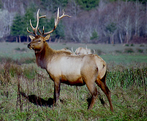 elk