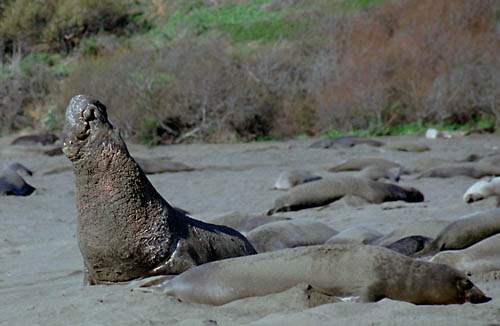 elephant seals