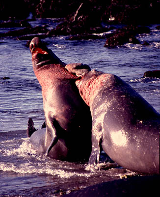 elephant seals