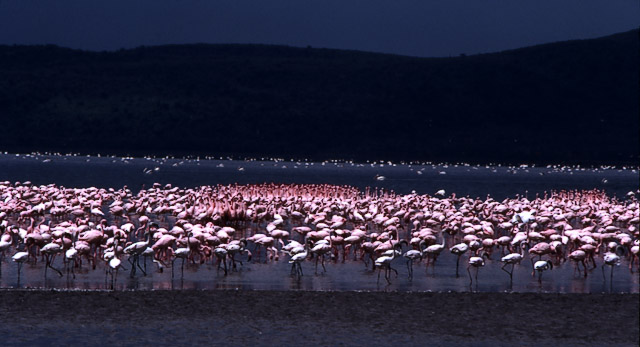 Flamingo