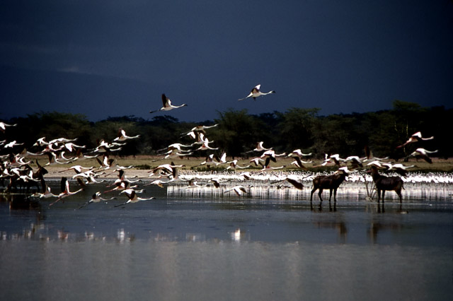 Flamingo