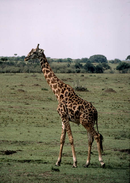 giraffe