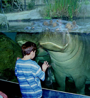 hippo