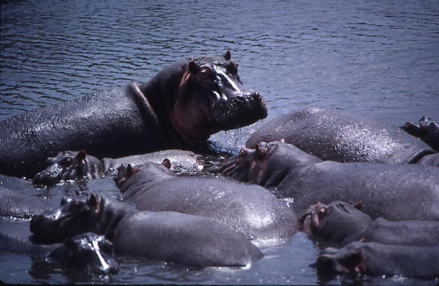 Hippopotamus