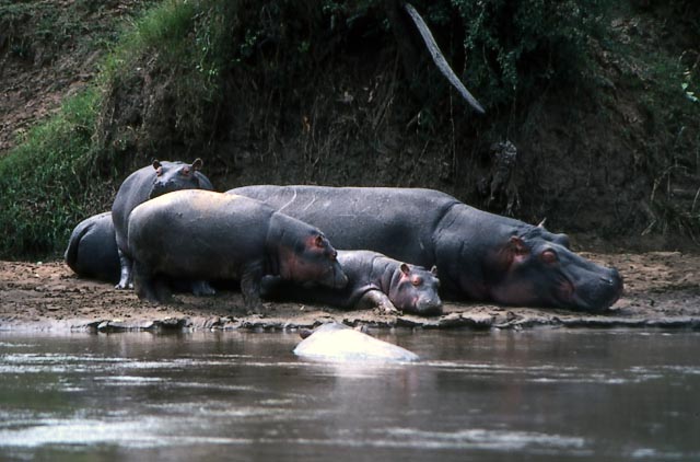 hippo
