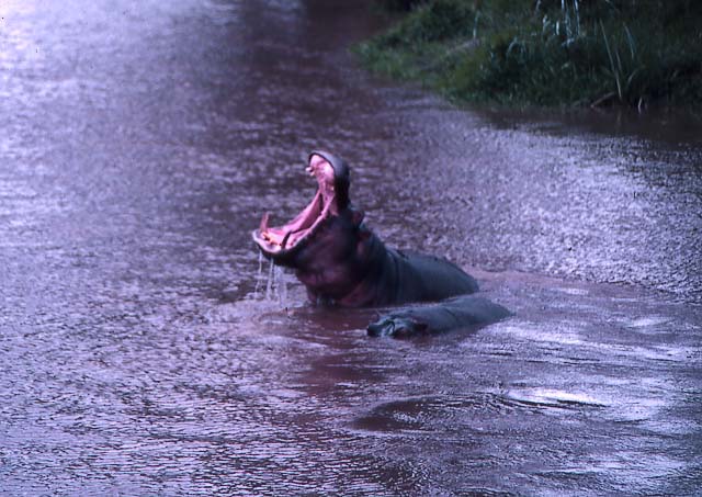 hippo