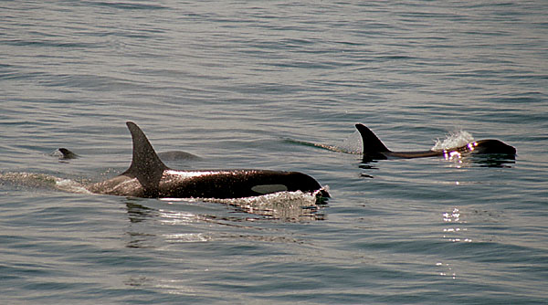 killer whales