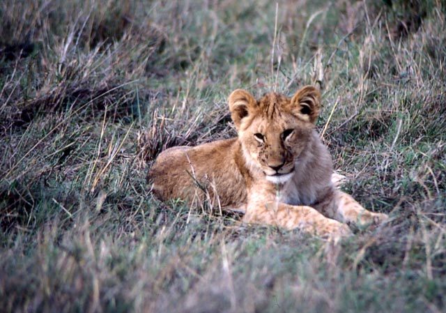 lion cub