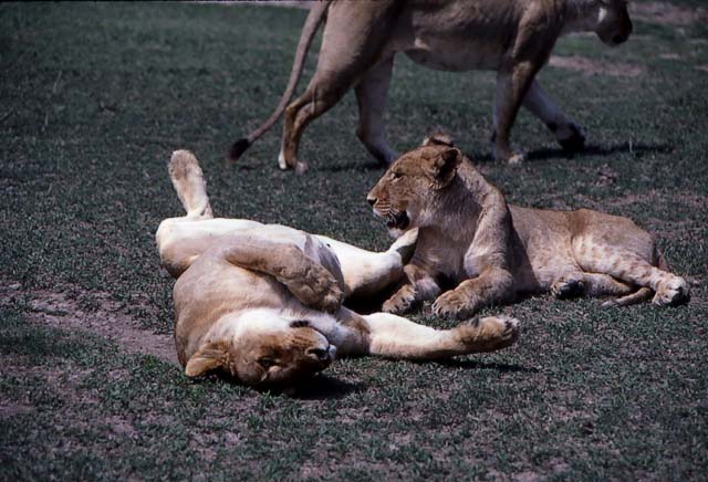 Lions