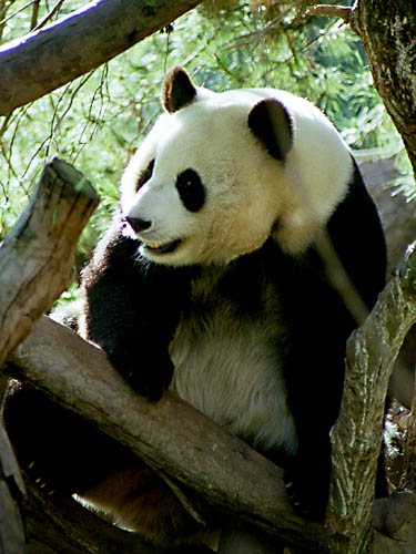 panda