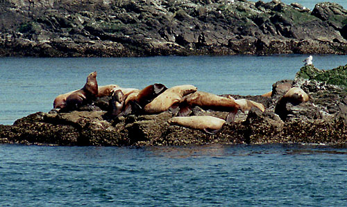steller sealions