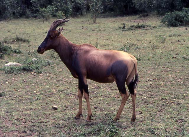 topi