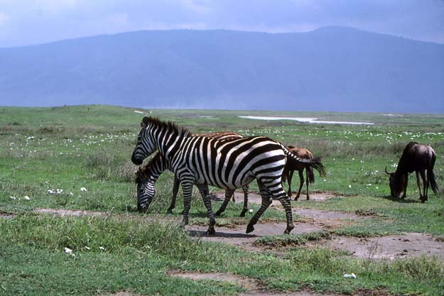 Zebra